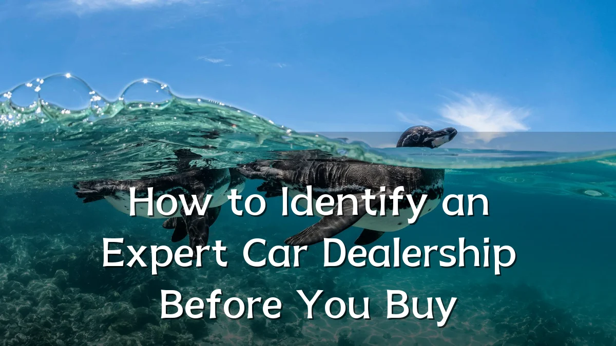 How to Identify an Expert Car Dealership Before You Buy