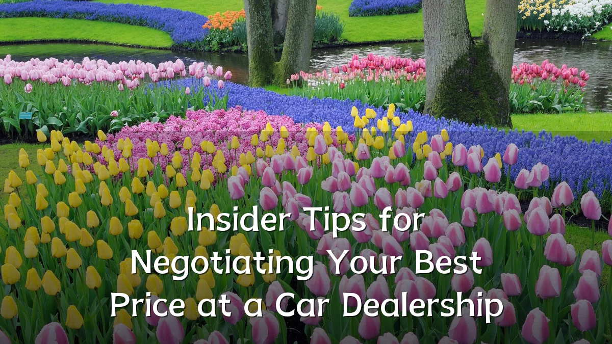 Insider Tips for Negotiating Your Best Price at a Car Dealership