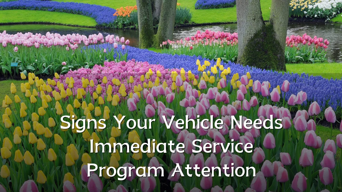 Signs Your Vehicle Needs Immediate Service Program Attention