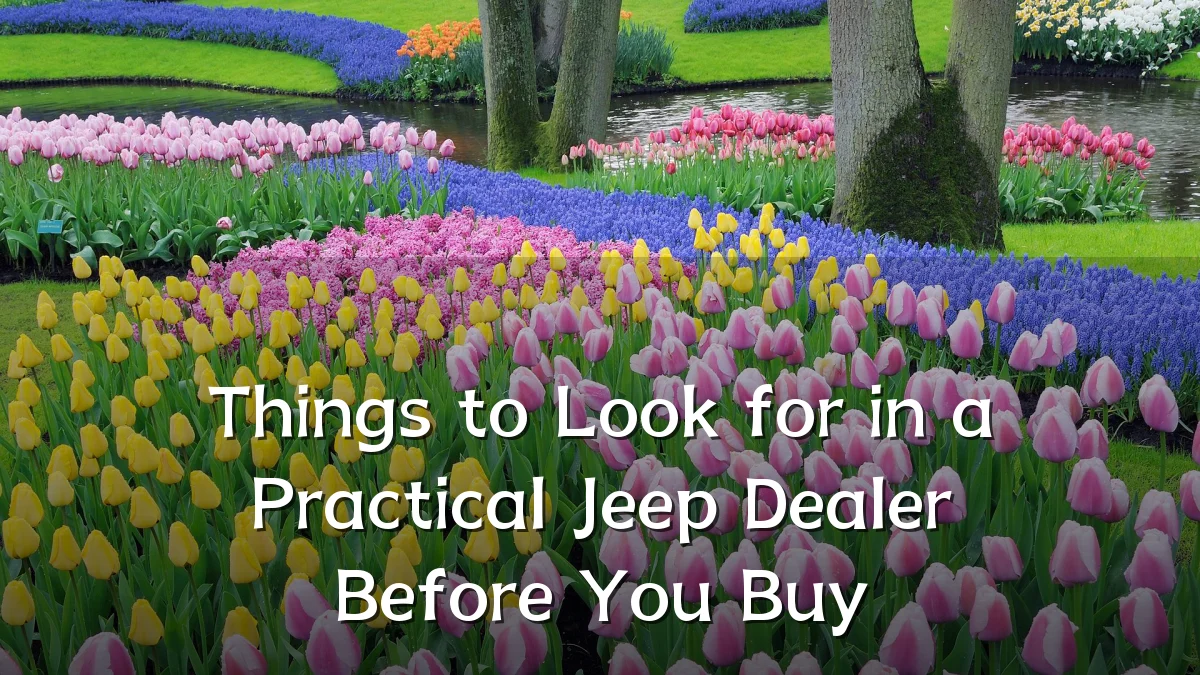 Things to Look for in a Practical Jeep Dealer Before You Buy